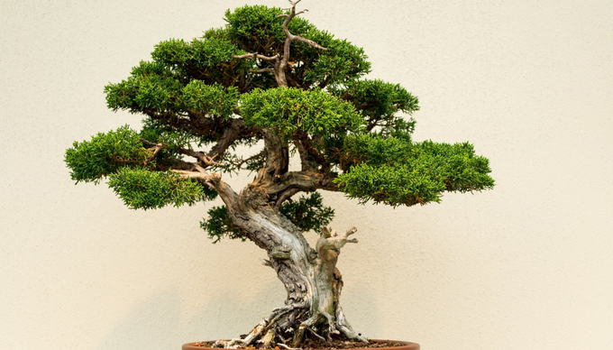 bonsai1