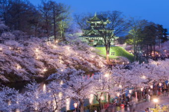 Hanami (cherry blossom viewing) Party in Japan